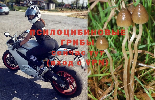 ПСИЛОЦИБИНОВЫЕ ГРИБЫ Вязьма